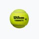 Μπάλες τένις Wilson Triniti TBall 3 τμχ κίτρινο WRT125200+ 3