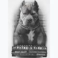 Ανδρική μπλούζα Pitbull West Coast Mugshot 2 white 8